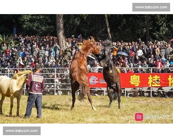 震撼现场直击真实斗马比赛视频全程回放与精彩瞬间深度解析幕后规则与争议看点 震撼现场直击真实斗马比赛视频全程回放与精彩瞬间深度解析幕后规则与争议看点