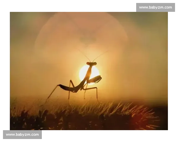 请提供摄影比赛的具体名称，我才能为你拟定标题。